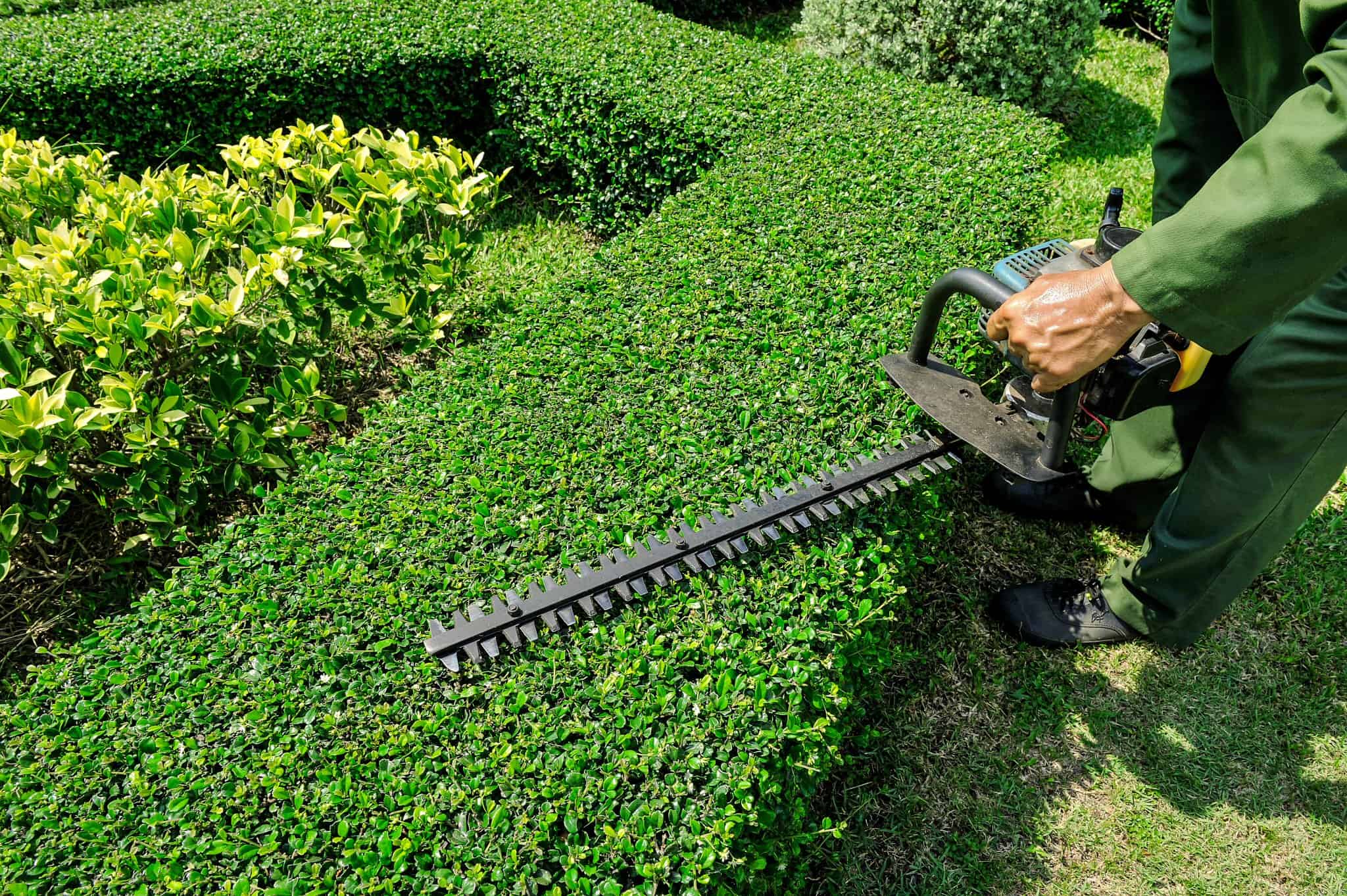 Professional Landscaping Services